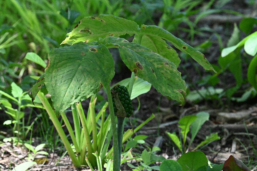 2025-07049391 Acton Arboretum, MA.JPG - Jack-in-the-pulpit. Acton Arboretum, MA, 7-4-2025